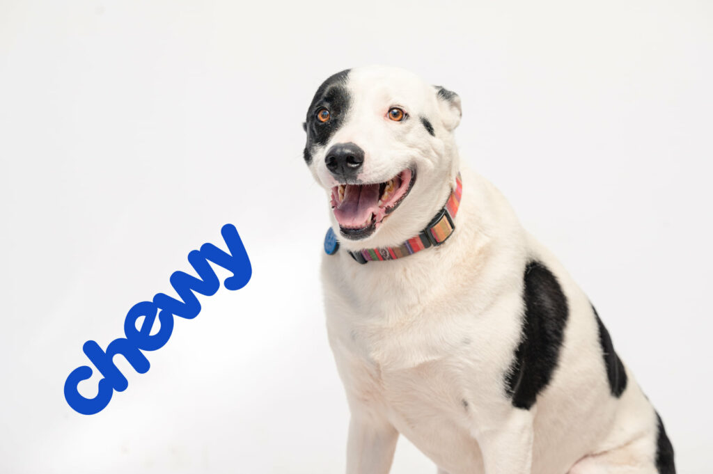 Chewy Review: An In-Depth Analysis of the Leading Pet Supply Retailer 2 Chewy
